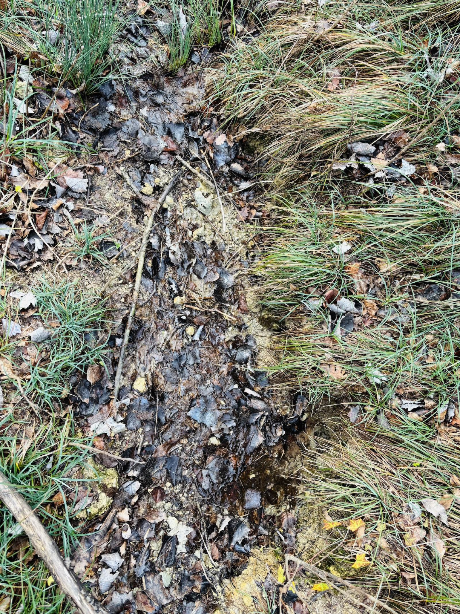 Image_2, Terrain de loisir, Saint-Geniès-Bellevue, ref :3733 JLF