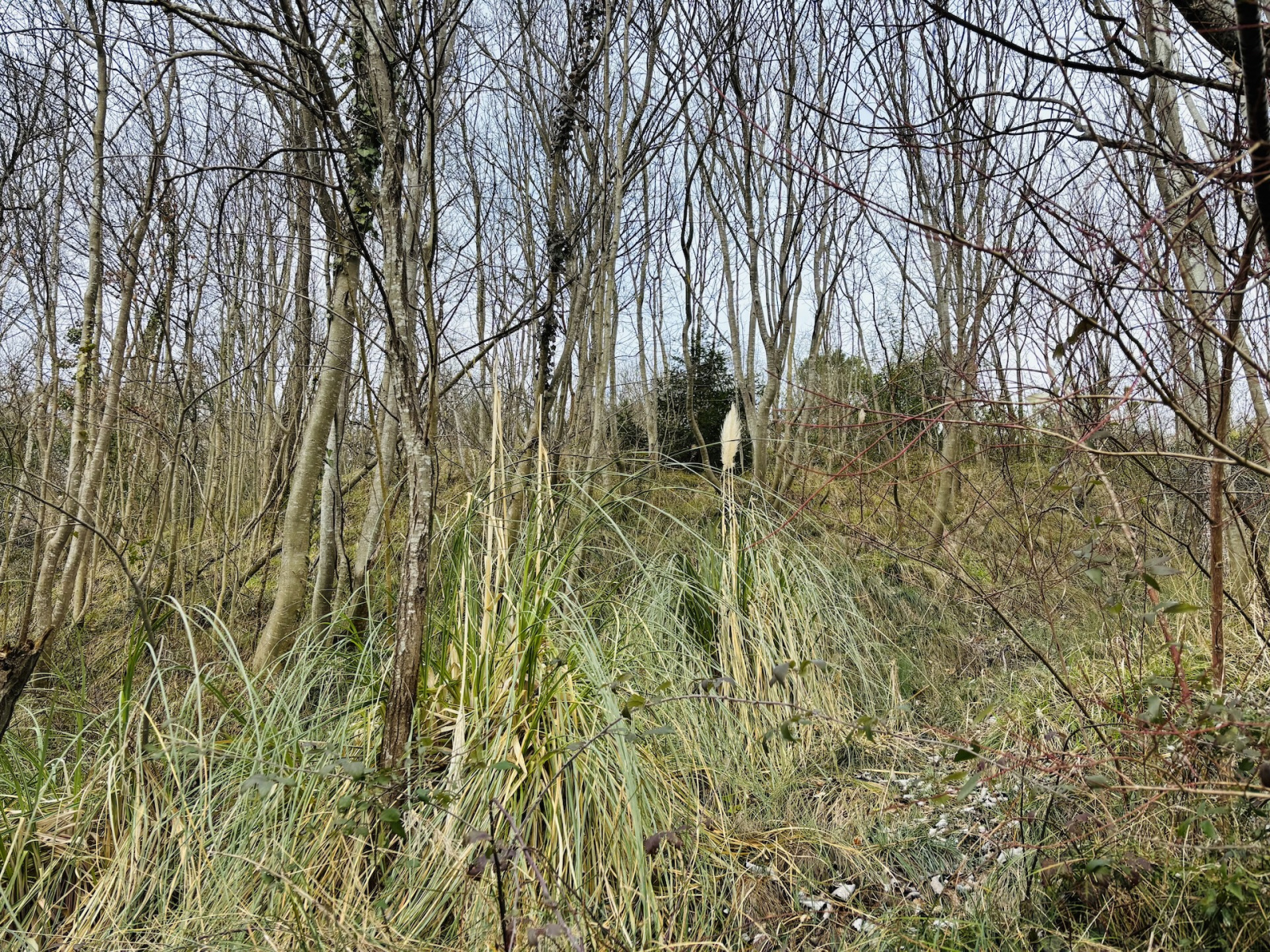 Image_3, Terrain de loisir, Saint-Geniès-Bellevue, ref :3733 JLF